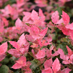 Čučoriedka kanadská zakrslá (Vaccinium corymbosum) ´FLAMINGO®´ - stredne skorá, výška 15-25 cm, kont. C2L